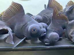 Image result for 出目金