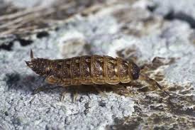 Attēlu rezultāti vaicājumam “Anogcodes melanurus”