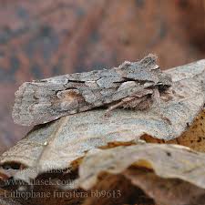 Attēlu rezultāti vaicājumam “Lithophane furcifera”