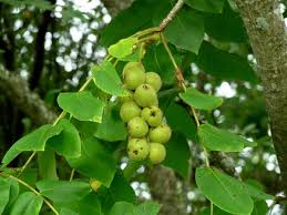 Attēlu rezultāti vaicājumam “Juglans ailanthifolia”