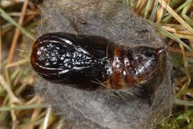 Attēlu rezultāti vaicājumam “Gynaephora selenitica”