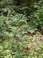 Attēlu rezultāti vaicājumam “Lathyrus laevigatus”