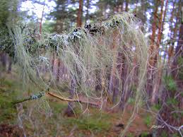 Attēlu rezultāti vaicājumam “Bryoria capillaris”