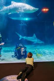 Image result for Cleveland Divers