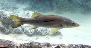 Image result for Centropomus undecimalis