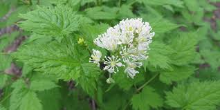 Image result for Christophskraut