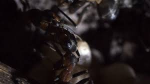 Attēlu rezultāti vaicājumam “Formica rufa pupa”