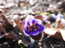 Attēlu rezultāti vaicājumam “Hepatica nobilis”