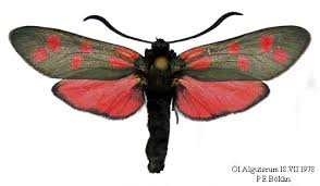 Attēlu rezultāti vaicājumam “Zygaenidae”