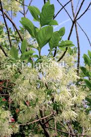 Attēlu rezultāti vaicājumam “Chionanthus virginicus leaf”