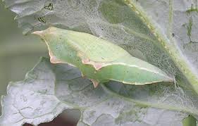 Attēlu rezultāti vaicājumam “Pieris rapae underside”