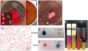 Attēlu rezultāti vaicājumam “Enteridium variabile”