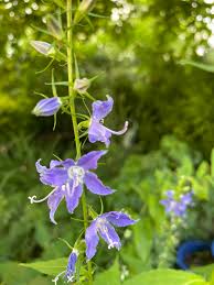 Image result for Campanula americana