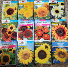 Attēlu rezultāti vaicājumam “Asteraceae”