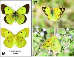 Attēlu rezultāti vaicājumam “Colias croceus”