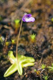 Attēlu rezultāti vaicājumam “Pinguicula vulgaris”
