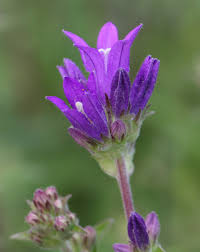Attēlu rezultāti vaicājumam “Campanula glomerata”