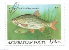 Image result for Rutilus caspicus