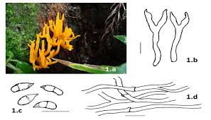 Attēlu rezultāti vaicājumam “Calocera cornea”