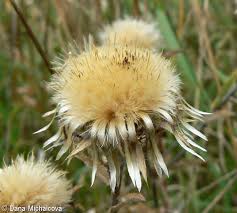 Attēlu rezultāti vaicājumam “Carlina vulgaris flower”