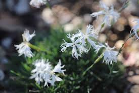 Attēlu rezultāti vaicājumam “Dianthus arenarius bud”