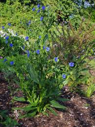 Attēlu rezultāti vaicājumam “Commelina coelestis”