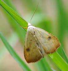 Attēlu rezultāti vaicājumam “Rivula sericealis”