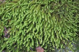 Attēlu rezultāti vaicājumam “Anomodon viticulosus”