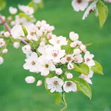 Attēlu rezultāti vaicājumam “Pyrus communis flower”