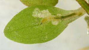 Attēlu rezultāti vaicājumam “Callitriche hermaphroditica leaf”