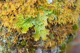 Attēlu rezultāti vaicājumam “Lobaria pulmonaria”