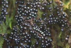 Attēlu rezultāti vaicājumam “Lamproderma arcyrioides”