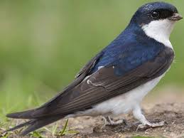 Attēlu rezultāti vaicājumam “Delichon urbicum”