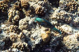 Image result for Scarus psittacus