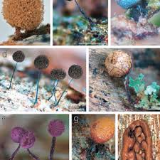 Attēlu rezultāti vaicājumam “Physarum rubiginosum plasmodium”