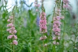 Attēlu rezultāti vaicājumam “Lythrum salicaria fruit”