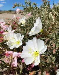 Attēlu rezultāti vaicājumam “Onagraceae”