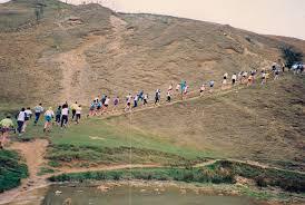 Image result for Cheltenham and County Harriers