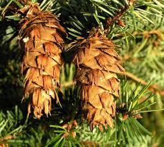 Attēlu rezultāti vaicājumam “Pseudotsuga menziesii var. glauca”
