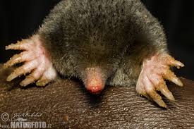 Attēlu rezultāti vaicājumam “Talpa europaea”