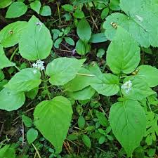 Attēlu rezultāti vaicājumam “Circaea alpina leaf”