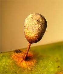 Attēlu rezultāti vaicājumam “Badhamiopsis praetermissa macro”