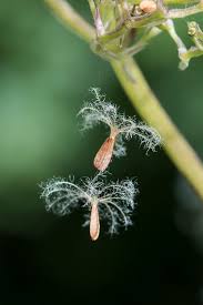 Attēlu rezultāti vaicājumam “Valeriana officinalis bud”