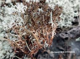 Attēlu rezultāti vaicājumam “Cetraria ericetorum”