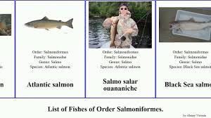 Image result for Salmo dentex