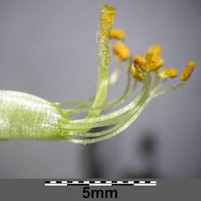 Attēlu rezultāti vaicājumam “Lathyrus palustris bud”