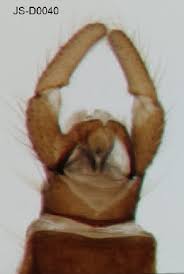 Attēlu rezultāti vaicājumam “Trichocera regelationis”