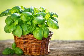 Image result for Basilikum