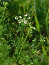 Attēlu rezultāti vaicājumam “Distichium capillaceum”
