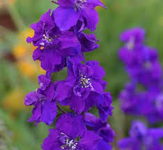 Image result for Consolida ajacis oder Consolida regalis